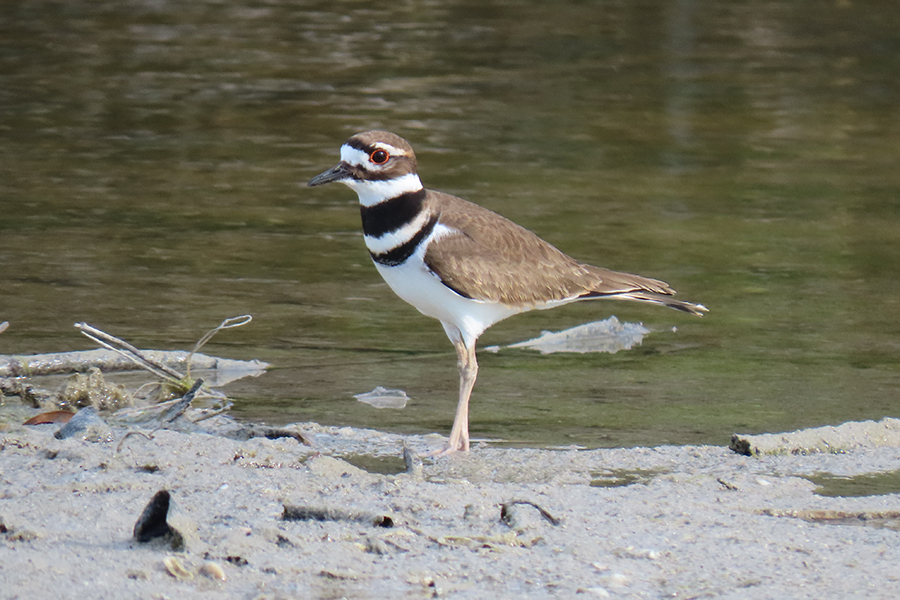 SCCF Keep an eye out for killdeer nests News, Sports, Jobs SANIBEL